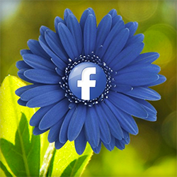 Beginner's Guide: How to Advertise Your Business on Facebook