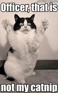 Does This Mean You Should Post Endless Cat Photos Does This Mean You Should Post Endless Cat Photos