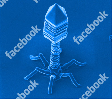 facebook-bug