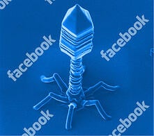 facebook-bug