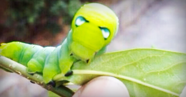 4 Facebook Marketing Lessons I Learned From a Caterpillar